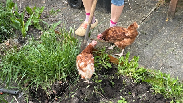 Chickies helpen in de tuin