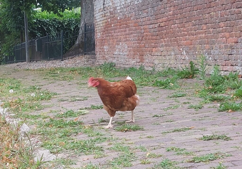 Naar de supermarkt